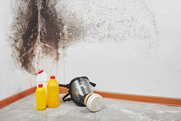 Best Basement water damage restoration  in Mapleton, ND